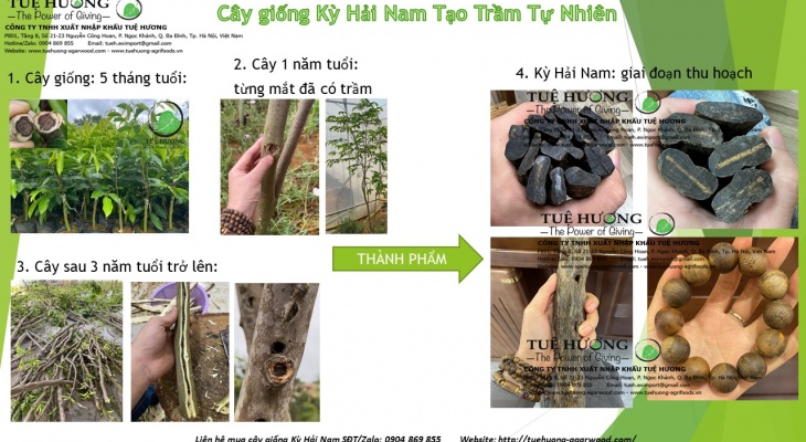 SOP QUY TRÌNH TRỒNG KỲ HẢI NAM TẠO TRẦM TRONG SUỐT 5 NĂM - TUỆ HƯƠNG