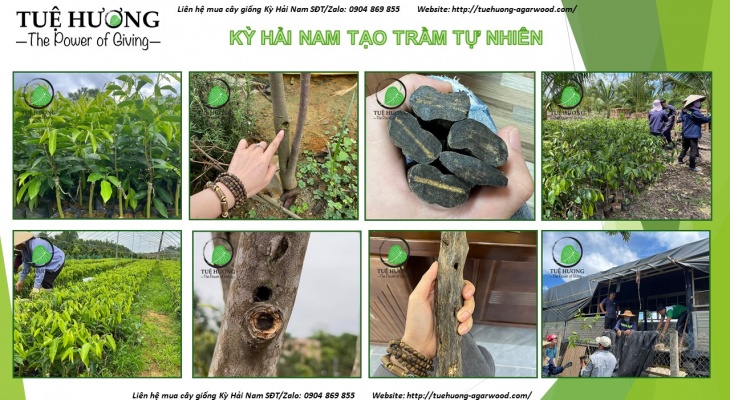 TỔNG HỢP TÀI LIỆU HƯỚNG DẪN TRỒNG KỲ HẢI NAM ĐẠT HIỆU QUẢ TỐI ĐA- TUỆ HƯƠNG