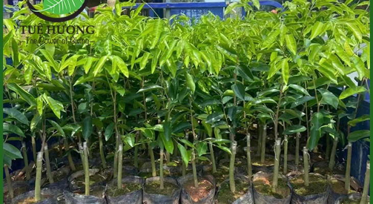 PHÂN BIỆT CÂY GIỐNG DÓ BẦU VÀ CÂY GIỐNG KỲ HẢI NAM TẠO TRẦM TỰ NHIÊN